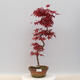 Vonkajšie bonsai - Javor palmatum DESHOJO - Javor dlaňolistý - 1/2