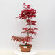 Vonkajšie bonsai - Javor palmatum DESHOJO - Javor dlaňolistý - 1/2
