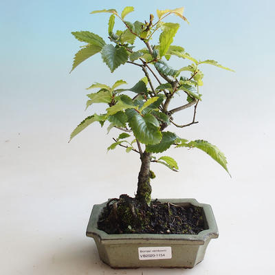 Vonkajšie bonsai - Hrab obyčajný - Carpinus betulus
