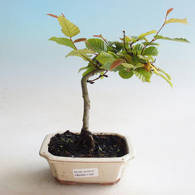 Vonkajšie bonsai - Hrab obyčajný - Carpinus betulus