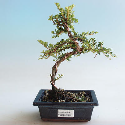 Vonkajšia bonsai-Cotoneaster horizontalis-Skalník - 1