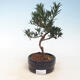 Izbová bonsai - Podocarpus - Kamenný tis - 1/2