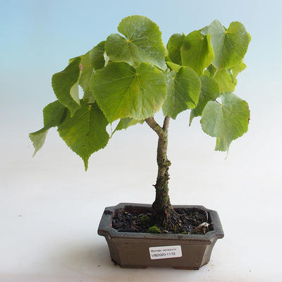 Vonkajšie bonsai - Lipa malolistá - Tilia cordata