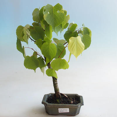 Vonkajšie bonsai - Lipa malolistá - Tilia cordata