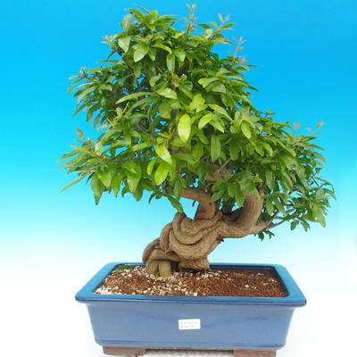 Izbová bonsai-Punic granatum-Granátové jablko - 1