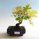 Vonkajšia bonsai-Acer campestre-Javor poľný - 1/2