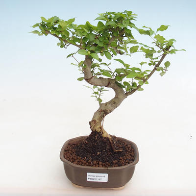 Izbová bonsai -Ligustrum chinensis - Vtáčí zob PB2201187