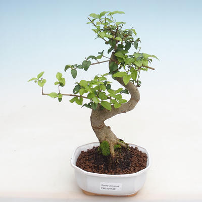 Izbová bonsai -Ligustrum chinensis - Vtáčí zob PB2201188