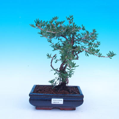 Vonkajší bonsai -Mochna krovitá - Potentilla fruticosa - 1