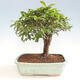 Izbová bonsai - Austrálska čerešňa - Eugenia uniflora - 1/2