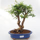 Izbová bonsai-Punic granatum nana-Granátové jablko - 1/3