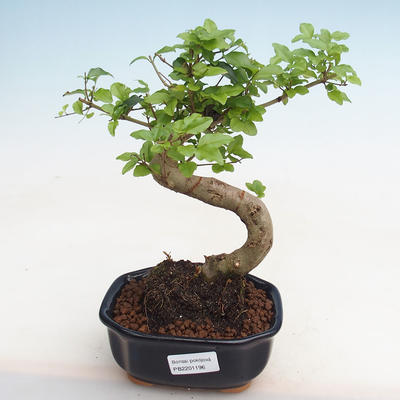 Izbová bonsai -Ligustrum chinensis - Vtáčí zob PB2201196