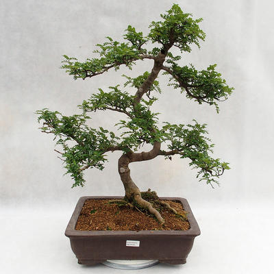 Izbová bonsai - Zantoxylum piperitum - Piepor PB2191200 - 1