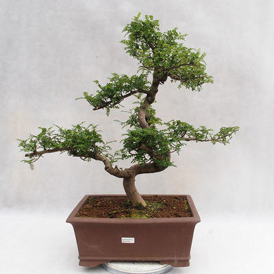 Izbová bonsai - Zantoxylum piperitum - Piepor PB2191201 - 1