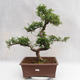 Izbová bonsai - Zantoxylum piperitum - Piepor PB2191201 - 1/5