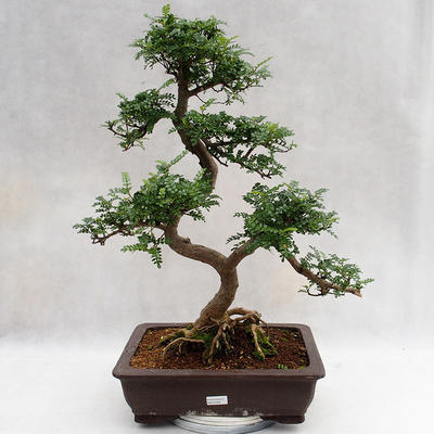 Izbová bonsai - Zantoxylum piperitum - Piepor PB2191202 - 1