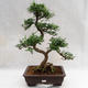 Izbová bonsai - Zantoxylum piperitum - Piepor PB2191202 - 1/5