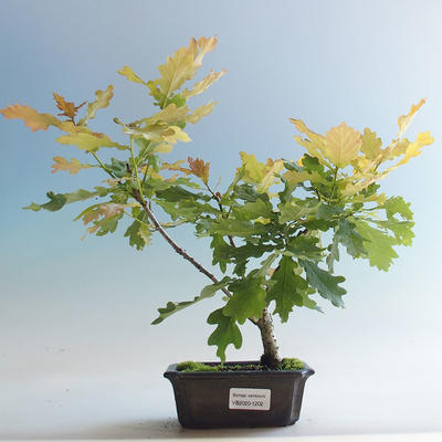 Vonkajšia bonsai-Quercus robur-Dub letný - 1