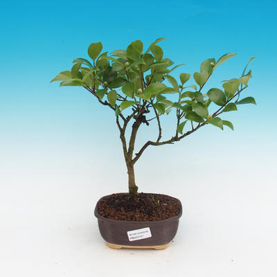 Izbová bonsai-Camellia euphlebia-Kamélie