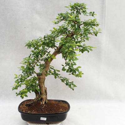 Izbová bonsai - Durant erecta Aurea PB2191211 - 1