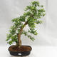 Izbová bonsai - Durant erecta Aurea PB2191211 - 1/7