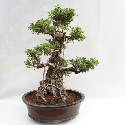 Izbová bonsai - Ficus kimmen - malolistá fikus PB2191217 - 1