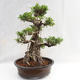 Izbová bonsai - Ficus kimmen - malolistá fikus PB2191217 - 1/6