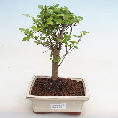 Izbová bonsai -Ligustrum chinensis - Vtáčí zob PB2201220 - 1