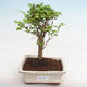 Izbová bonsai -Ligustrum chinensis - Vtáčí zob PB2201220 - 1/3