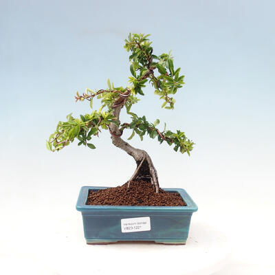 Vonkajší bonsai-Pyracanta Teton-Hlohyňa - 1