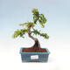 Vonkajší bonsai-Pyracanta Teton-Hlohyňa - 1/5