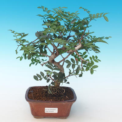 Pokojová bonsai-Pistácie PB2191223 - 1