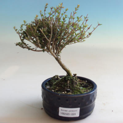 Vonkajšia bonsai-Lonicera nitida-Zimolez - 1