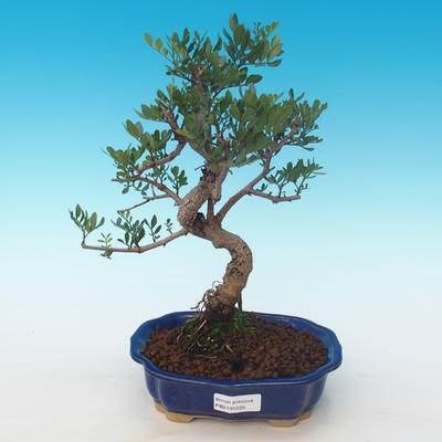 Pokojová bonsai-Pistácie PB2191225 - 1