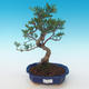 Pokojová bonsai-Pistácie PB2191225 - 1/3