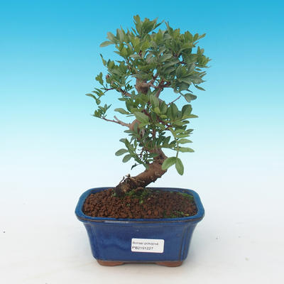 Pokojová bonsai-Pistácie PB2191227 - 1