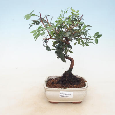 Izbová bonsai-Pistácie - 1