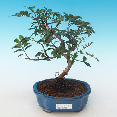 Pokojová bonsai-Pistácie PB2191228 - 1