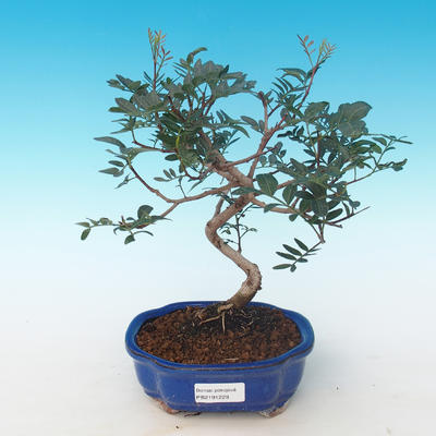 Pokojová bonsai-Pistácie PB2191229 - 1