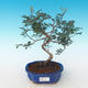 Pokojová bonsai-Pistácie PB2191229 - 1/3