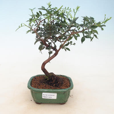 Izbová bonsai-Pistácie - 1