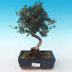 Pokojová bonsai - Olea europaea sylvestris -Oliva evropská drobnolistá PB2191236 - 1/5