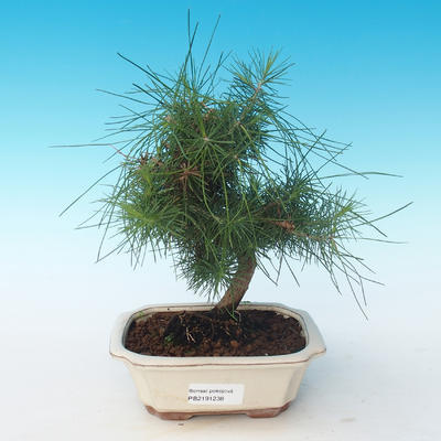 Pokojová bonsai-Pinus halepensis-Borovice alepská 405-PB2191238