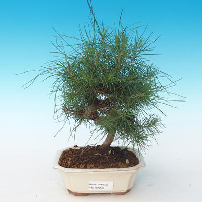 Pokojová bonsai-Pinus halepensis-Borovice alepská 405-PB2191241