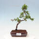 Vonkajší bonsai-Pyracanta Teton-Hlohyňa - 1/2