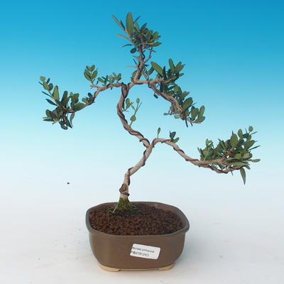 Pokojová bonsai - Olea europaea sylvestris -Oliva evropská drobnolistá PB2191243 - 1