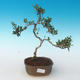 Pokojová bonsai - Olea europaea sylvestris -Oliva evropská drobnolistá PB2191243 - 1/5