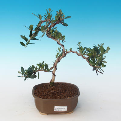 Pokojová bonsai - Olea europaea sylvestris -Oliva evropská drobnolistá PB2191245 - 1