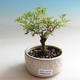 Vonkajšia bonsai-Nátržník krovitá - Dasiphora fruticosa žltá - 1/3