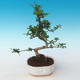 Pokojová bonsai - Carmona macrophylla - Čaj fuki 405-PB2191249 - 1/5